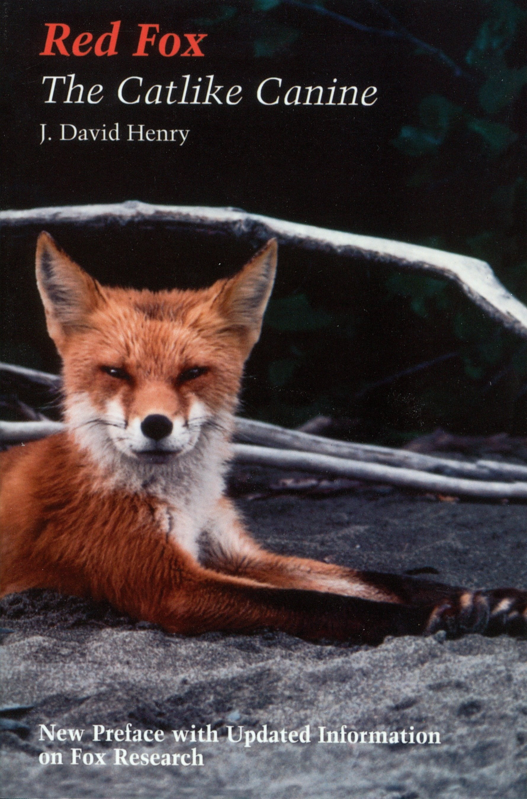 Red Fox : The Catlike Canine (Paperback) - Walmart.com - Walmart.com