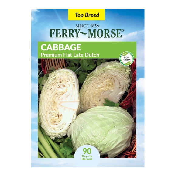 Ferry-Morse 400MG Cabbage Premium Flat Late Dutch Annual Vegetable Seeds, Full Sun