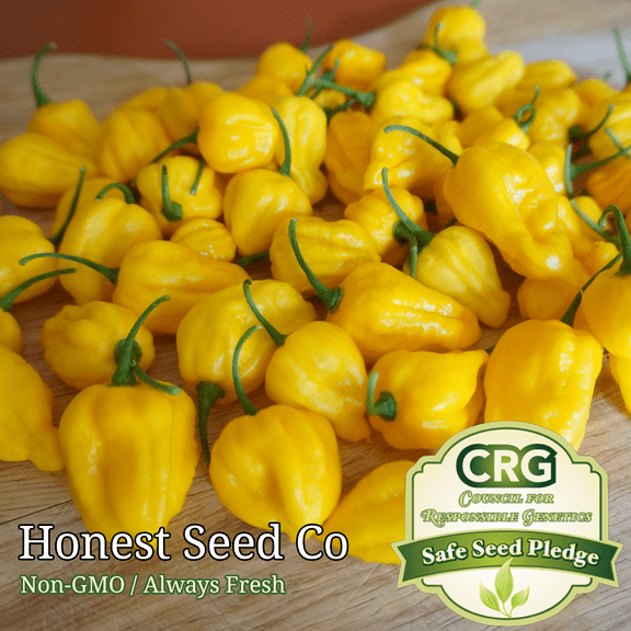 HOT Lemon Habanero Pepper Seeds | Non-GMO Garden Seeds from USA