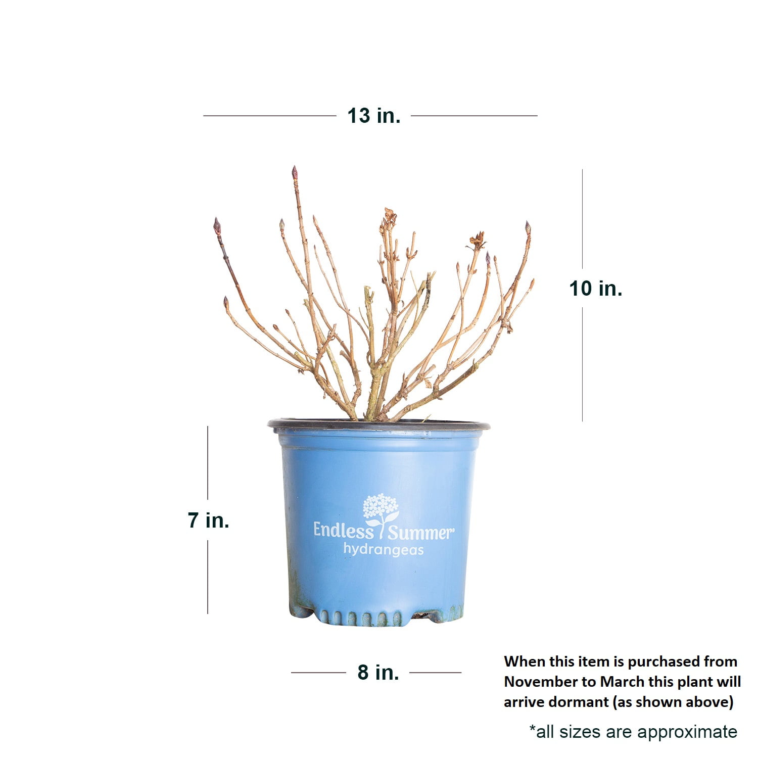 Endless Summer BloomStruck Reblooming Hydrangea Live Shrub in 1-Gallon Grower Pot