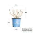 thumbnail image 5 of Endless Summer BloomStruck Reblooming Hydrangea Live Shrub in 1-Gallon Grower Pot, 5 of 11