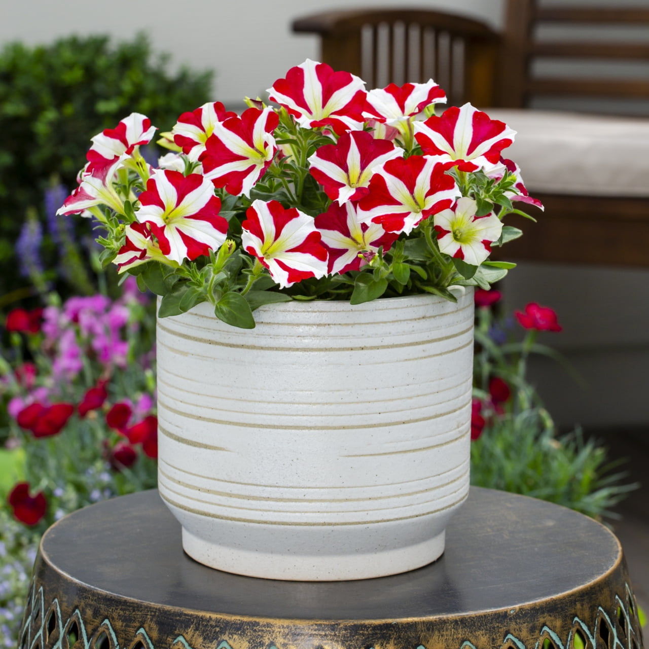 Amore 2QT Red White Petunia Live Annual Plant Sun 3-Pack