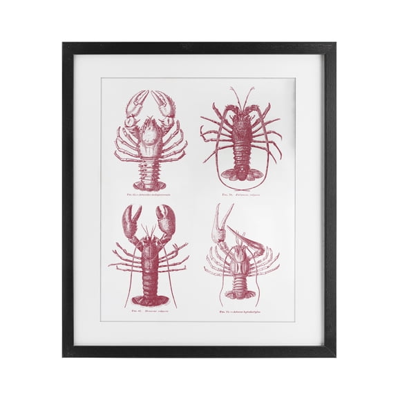 Timeless Lobsters Species Black Framed Print Under Glass, design by Lettered and Lined