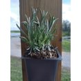 thumbnail image 3 of 3 Phenomenal! Lavender Plants in 4 Inch Pots, 3 of 3