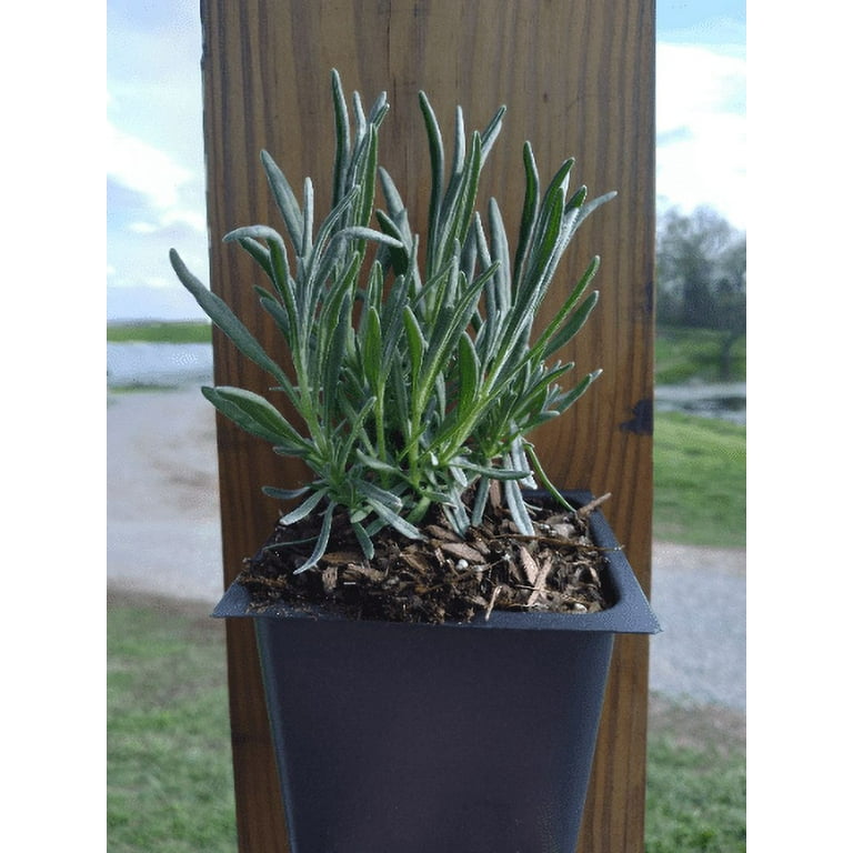 5 Phenomenal! Lavender Plants in 4 Inch Pots, Blue