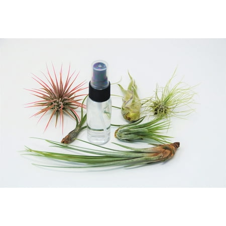 6 Pack Air Plant Assortment w/ Spray Bottle / 6 Different