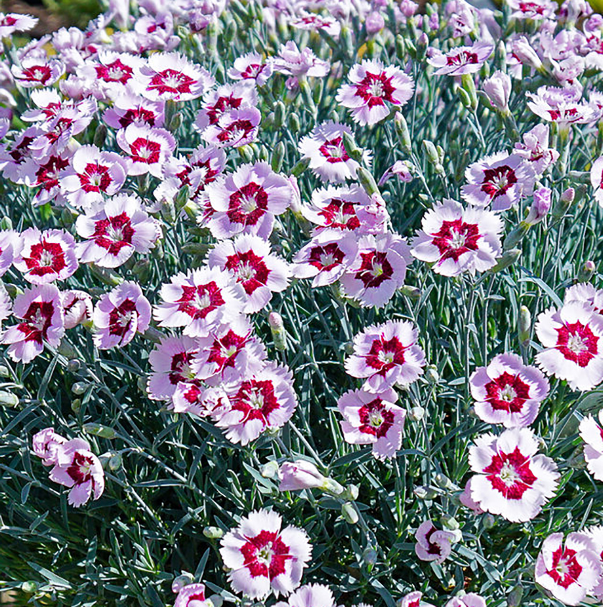 Mountain Frost™ Ruby Snow Dianthus Fragrant Perennial 3" Pot