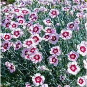 Mountain Frost Ruby Snow Dianthus - Fragrant Perennial - 3" Pot