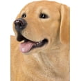 thumbnail image 2 of YELLOW LABRADOR RETRIEVER LYING DOWN, 2 of 5