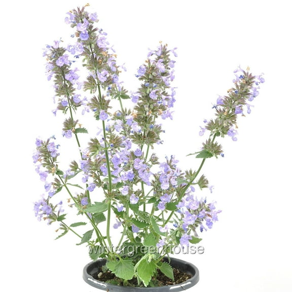 Nepeta Faassenii, Cat's Meow, Catmint - Pot Size: 4.5" - Flowering Plants, Plants