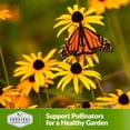 thumbnail image 6 of 5 Packs Black-Eyed Susan Wildflower Seeds - Full Sun USA Native Perennial Flowers, 6 of 6