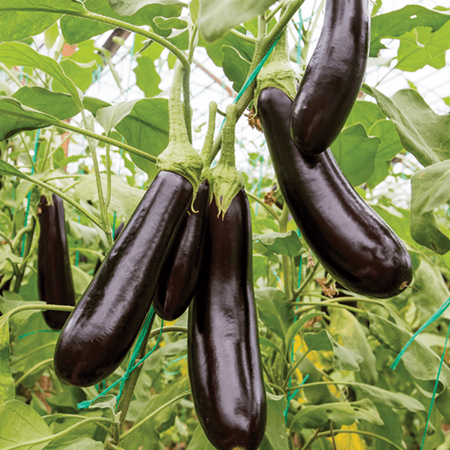Purple Eggplant Plant in Pot, 4 to 6 Inch Tall Eggplant Live Plants, Vegetable Eggplant