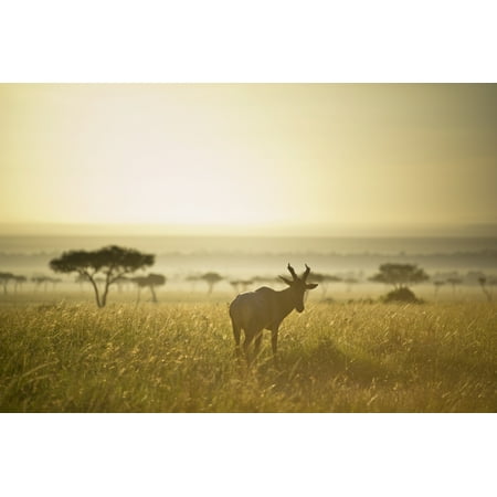 walmart antelope