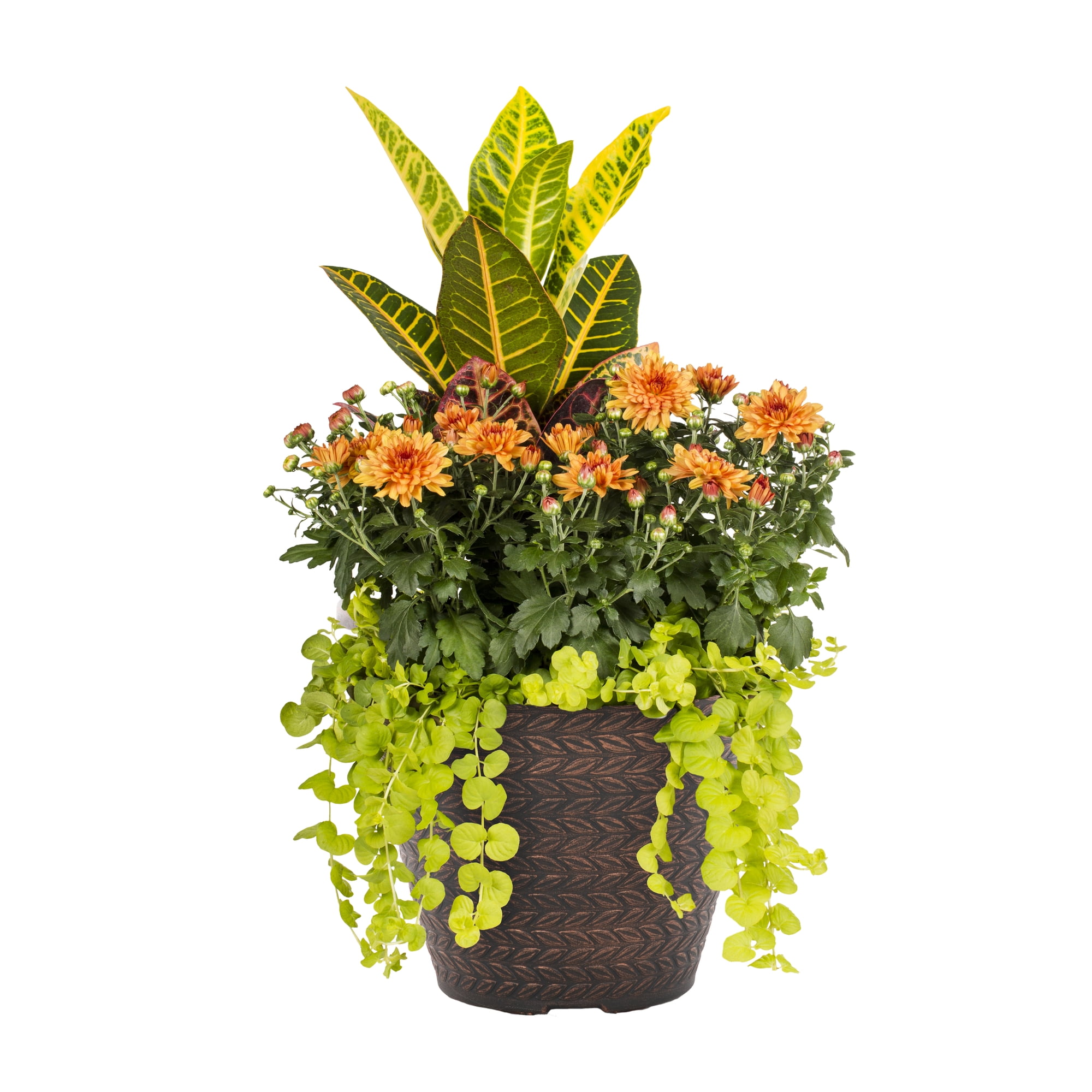 Expert Gardener 14' Multi-color Mum Live Plant Decorative Pot