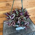 thumbnail image 2 of Tradescantia Zebrina Purple, 6" Plant, The Plant Farm, 2 of 2
