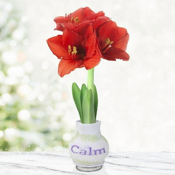 Blossom Breeze Sweater Amaryllis Bulb – “Calm” Sweater Gift Plant – Easy Indoor Growing, No Soil or Water Needed – Red Amaryllis Flowers Bloom in 4–8 Weeks