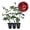 3 Plants, variant on Dark Night Rose Bush - Live Starter Plant in a 2 Inch Pot - Beautifully Fragrant Heirloom Rose from Florida - A Versatile Beauty with a Rich Fragrance