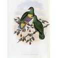 thumbnail image 2 of Gould, John 11x14 Black Ornate Wood Framed with Double Matting Museum Art Print Titled - Solomon-Island Fruit-Pigeon, 2 of 4