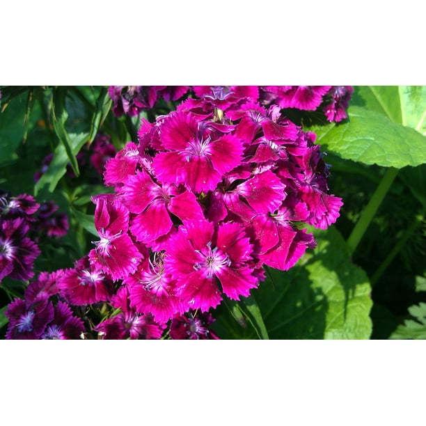 Dianthus Barbatus Clove SweetWilliam Flower12 Inch BY 18