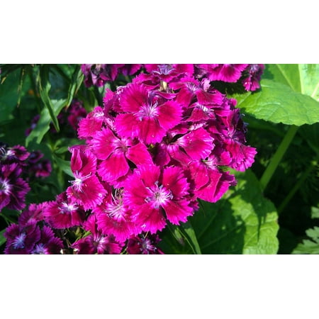 LAMINATED POSTER Dianthus Barbatus Clove Sweet-william Flower Poster Print 24 x 36