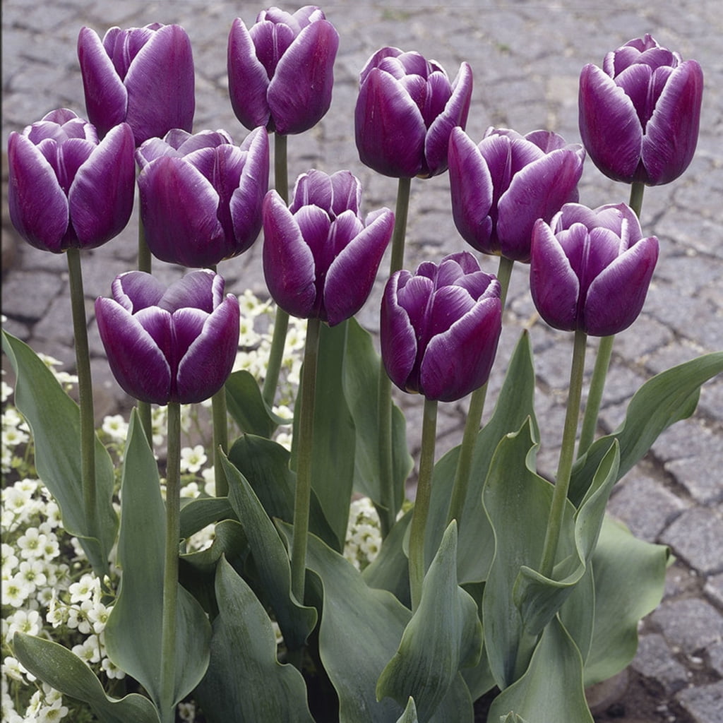 Van Zyverden Tulips Arabian Mystery Set of 12 Bulbs Purple Part Sun