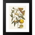 thumbnail image 2 of Maria Sibylla Merian 15x18 Black Modern Framed Museum Art Print Titled - Lemon (1705), 2 of 5