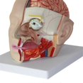 thumbnail image 5 of Human Anatomy Model Brain -Section Anatomy for Science Classroom Education Learning Teaching Display, 5 of 5