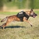 thumbnail image 5 of Arnés antitirones para perros medianos, arnés táctico para el pecho con asa y hebilla de metal, arnés de seguridad militar transpirable, chaleco acolchado ajustable para perros, L negro, 5 of 5