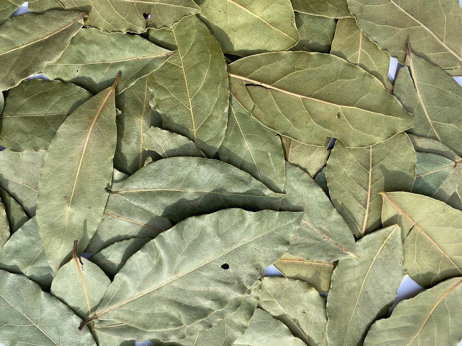Maui Whole Bay Leaves, 2 oz. Dried Herb Kosher bay leaf