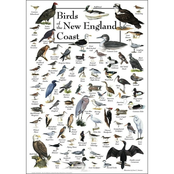 Poster - Birds of New England Coast Student Animal Poster Birthday Gift Children's Room Poster Bedroom Decor Office Decor Gifts