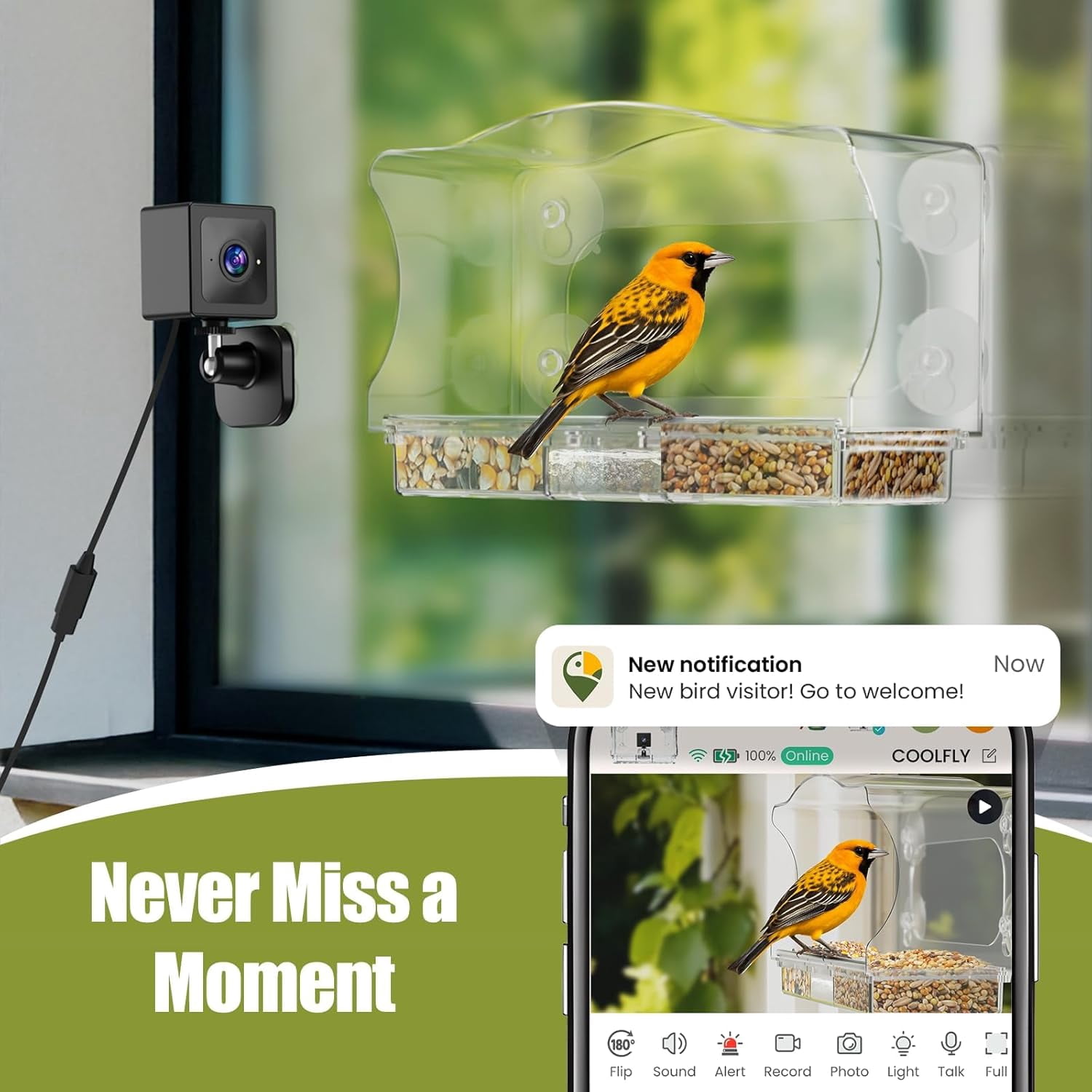 Coolfly x Freeseason Smart Window Bird Feeder with 2K HD Camera, Suction Cup Mount for Apartments, Anti-Glare Video with AI Species ID & No Monthly Fees - Modern Flat Top Design