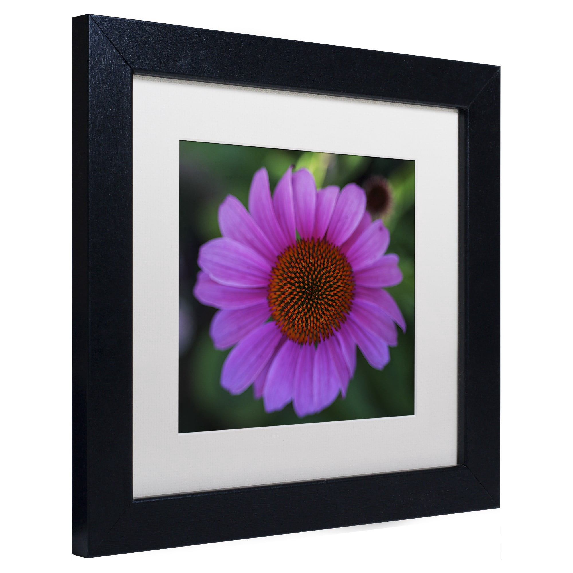 Trademark Fine Art Floral & Botanical Matted Framed Art ' Purple Coneflower ' by Kurt Shaffer