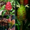 5 Shampoo Ginger Rhizomes for Planting, Red Ginger Lily Live, Zingiber