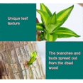 thumbnail image 5 of Mini Brazilian Wood Potted Plants Clean Air Lucky Wood Plant Pot Hydroponic Plants Hydroponic Tree, 5 of 5