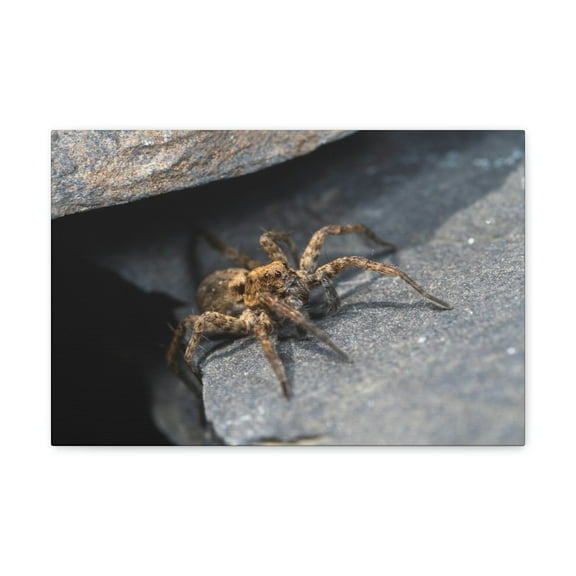 Wolf Spider Hunting Wolf Spider on Hunt Print Animal Wall Art Wildlife Canvas Prints Wall Art Ready to Hang Unframed