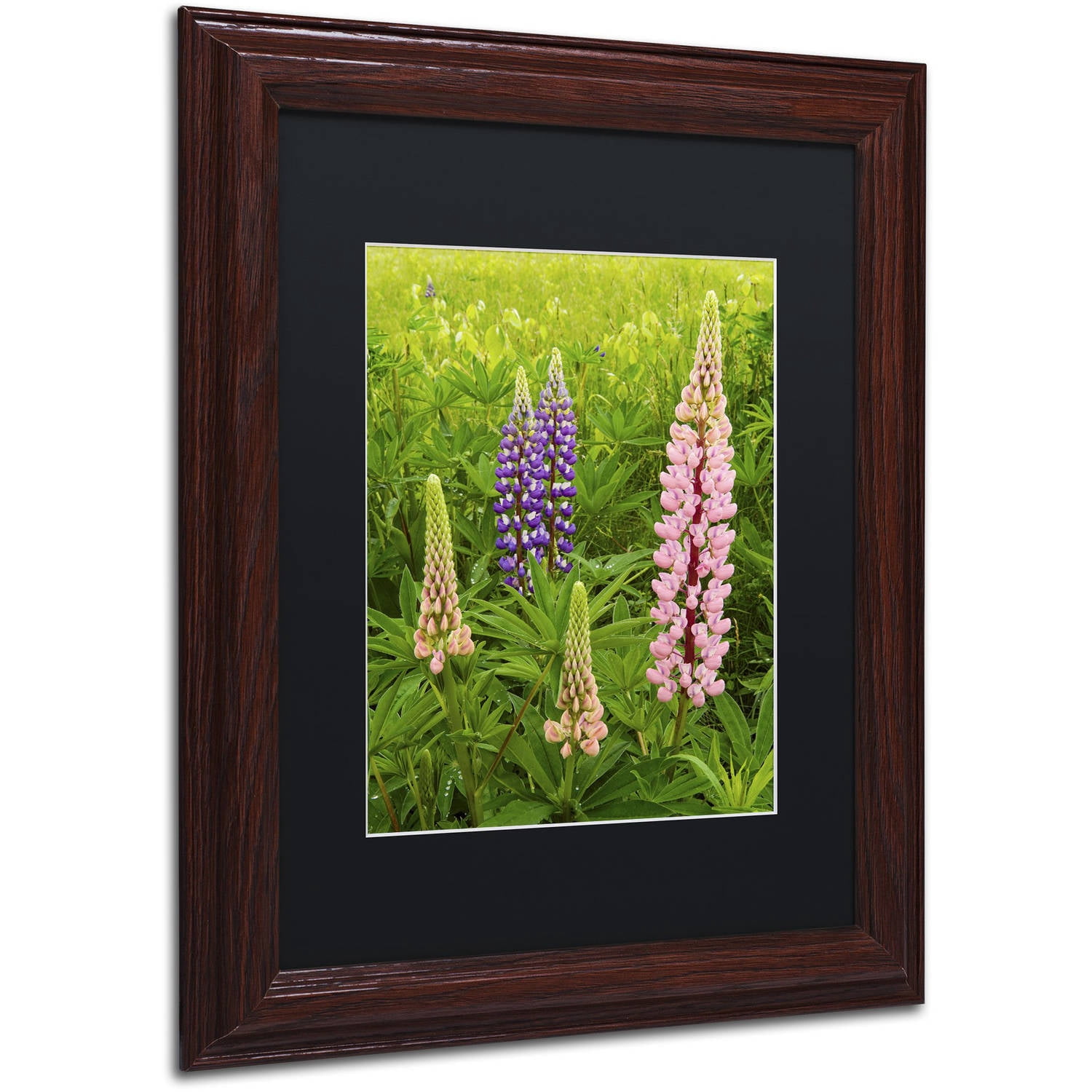 Trademark Fine Art "Lupine Family" Canvas Art by Michael Blanchette Photography Black Matte, Wood Frame