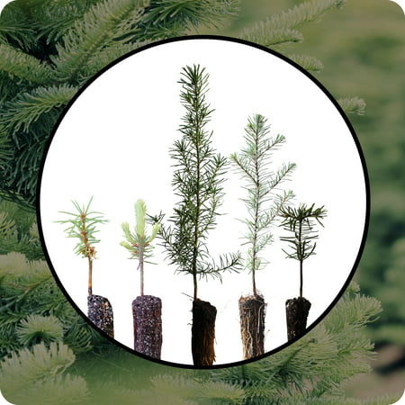 Christmas Tree Bundle | Collection of 5 Seedlings | The Jonsteen