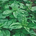 thumbnail image 4 of Back to the Roots Organic Genovese Basil Gardening Seeds, 1 Packet, 4 of 18