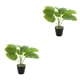 thumbnail image 4 of Planta de Tortuga Inteprter Ecológica Bajo Mantenimiento 2piezas JH5475, 4 of 6