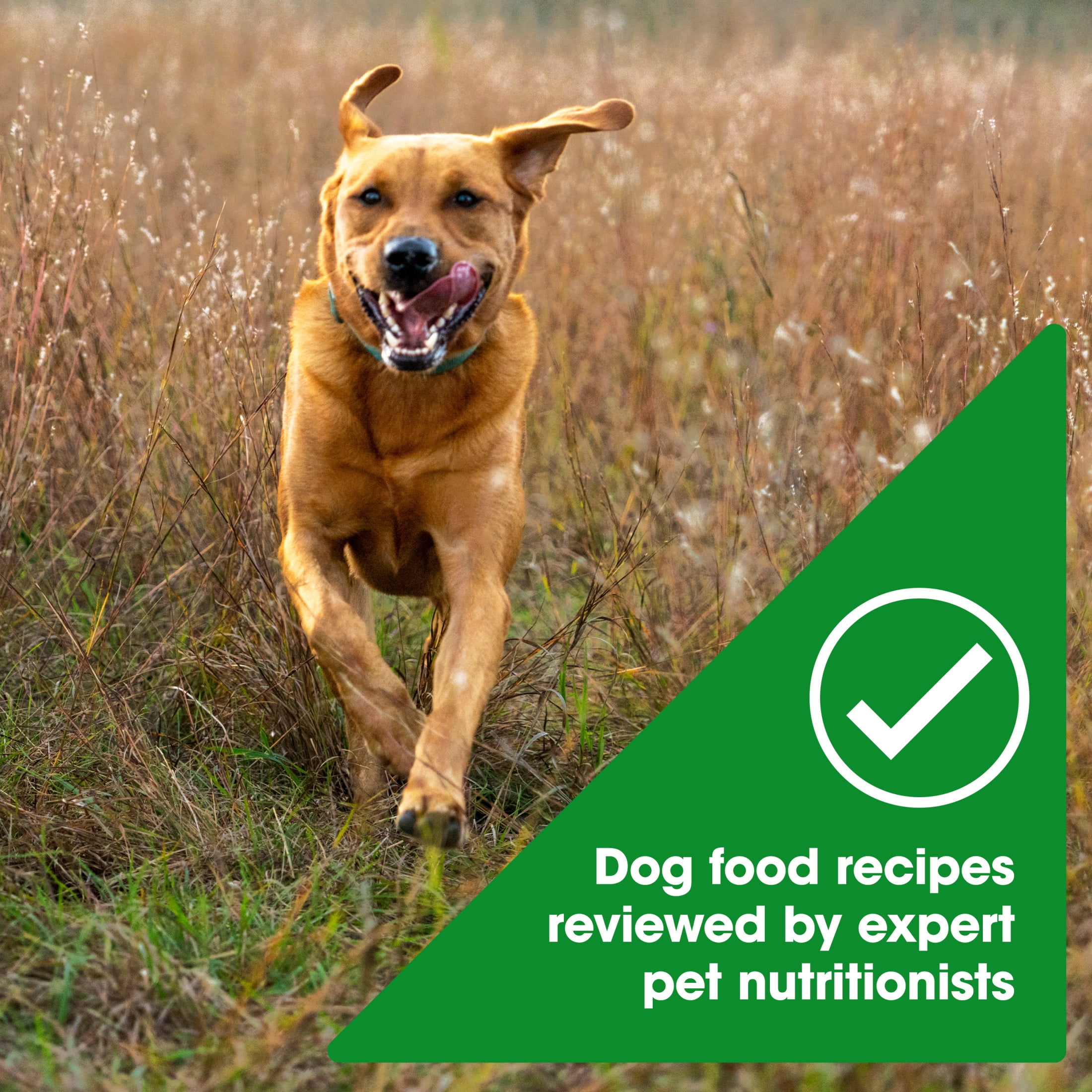Nature's Recipe Grain Free Large Breed Dry Dog Food Chicken, Sweet Potato & Pumpkin, 24 lb Bag