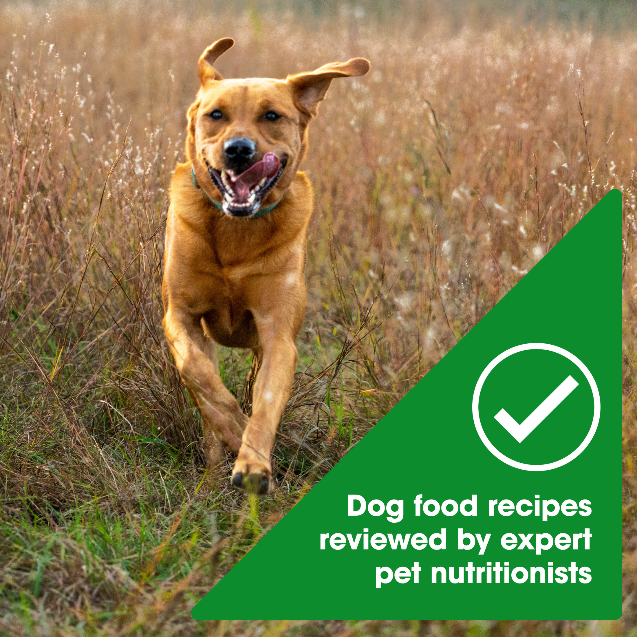 Nature's Recipe Grain Free Large Breed Chicken, 24 lb photo 5