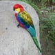 thumbnail image 3 of 2 Piezas Loro Artificial Realista Figura Decorativa de Ave Animal Estatua de Imitación de Animal Prop para Fotografía y Enseñanza Adecuado para, 3 of 9