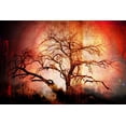 thumbnail image 2 of LightBoxJournal 24x17 Gold Ornate Wood Framed with Double Matting Museum Art Print Titled - Cottonwood Tree Part 10, 2 of 4