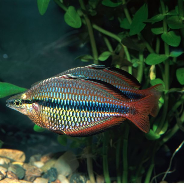 Goyder River Rainbowfish Lot of 3 Males