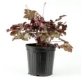 thumbnail image 4 of 2 gal. Carmencita Coral Bells (Heuchera), 4 of 7