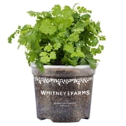 Whitney Farms Calypso Cilantro, Live Plant, 25 oz.