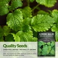 thumbnail image 4 of 3 Packs Lemon Balm - Non-GMO Heirloom Herb Seeds - Full Sun Perennial, 4 of 8