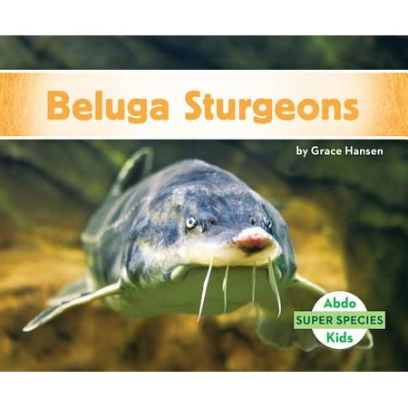 Beluga Sturgeons (Best Time To See Beluga Whales In Cook Inlet)