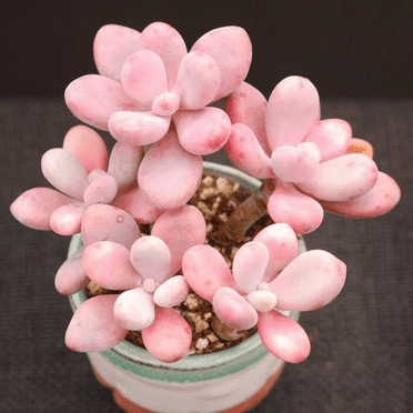 Pink Moonstone Succulent, Pink Succulent, Small Plant in 2" Pot, Succulent Houseplant Plant
