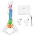thumbnail image 4 of Human Spine Model, Vertebral Column Model 45cm Colour Coded  Teaching Tool  for Study, 4 of 7